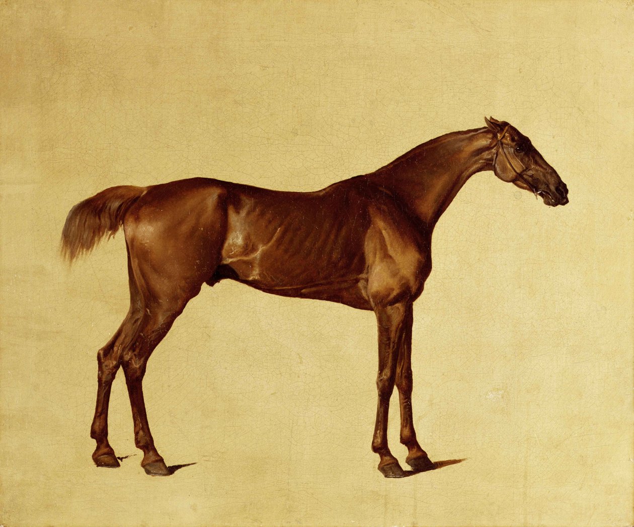 Rufus (óleo sobre tela) finlandês tekijältä George Stubbs