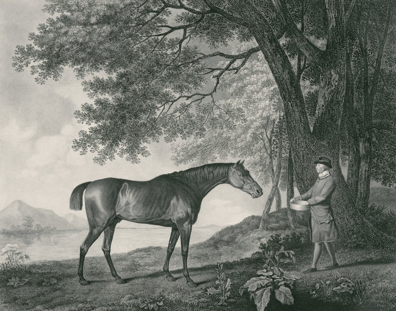 Sharke, kaiverrus George Townley Stubbs (1756-1815) pub. 1794 (etsaus) tekijältä George Stubbs