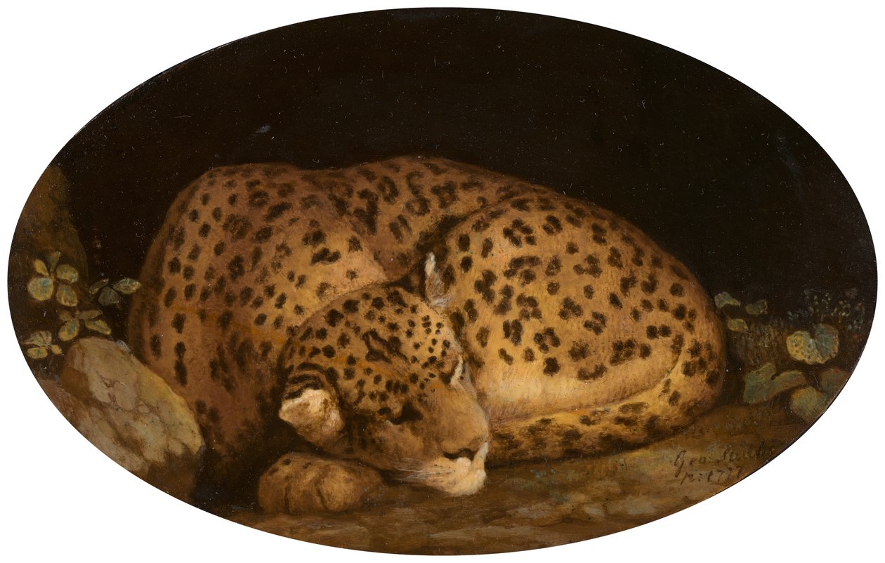 Nukkuva leopardi, 1777. tekijältä George Stubbs