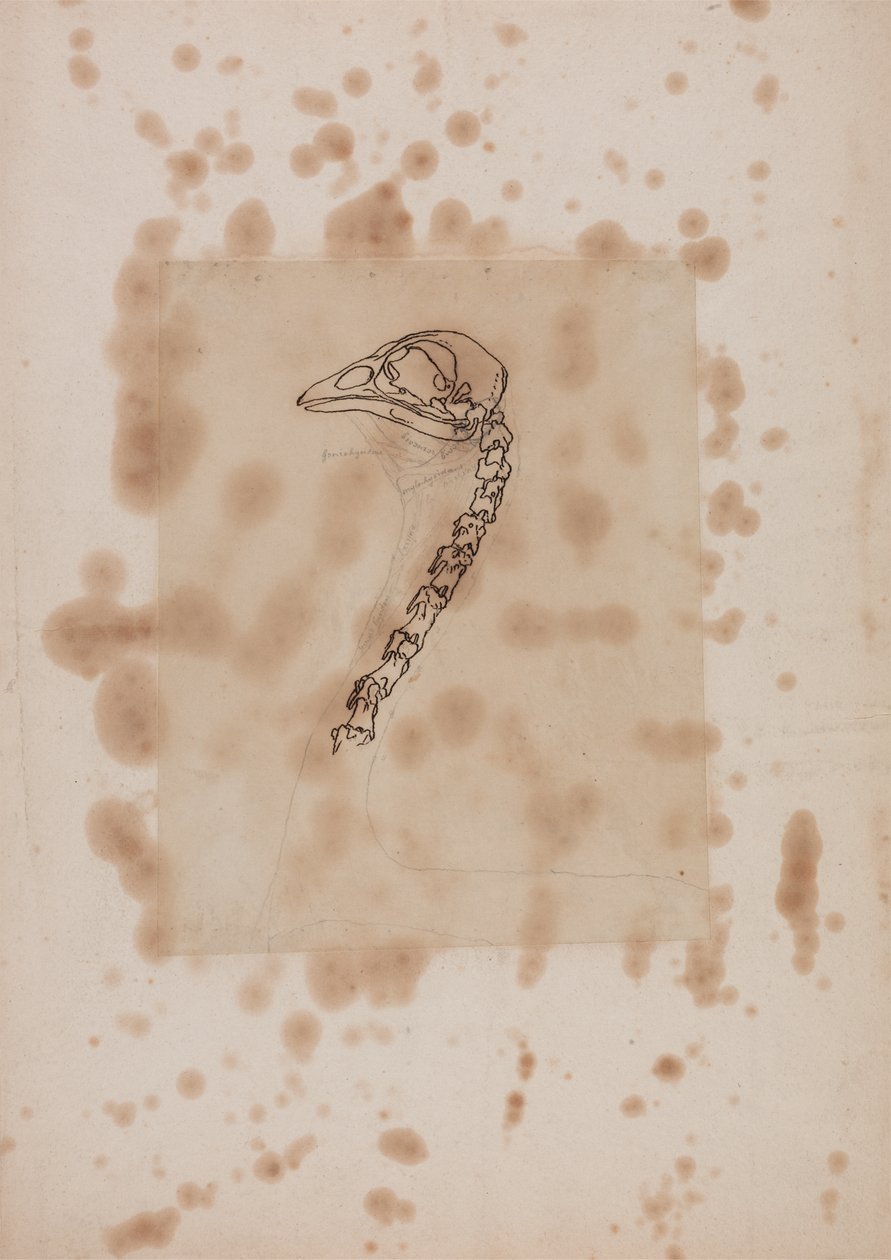 Tutkimus linnun päästä ja kaulasta, sivuttaisnäkymä, vertailevasta anatomisesta esityksestä ihmiskehon rakenteesta tiikerin ja kanan rakenteen kanssa, 1795-1806 (kynä & muste ja grafiitti pa. tekijältä George Stubbs