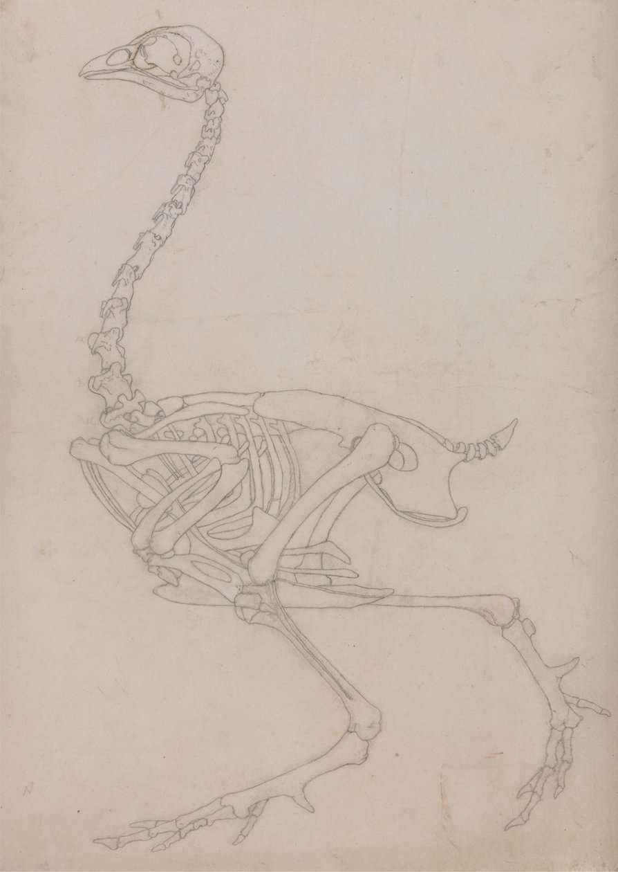 Tutkimus linnusta, sivuttaisnäkymä, vertailevasta anatomisesta esityksestä ihmiskehon rakenteesta tiikerin ja linnun rakenteen kanssa, 1795-1806 (grafiitti ohuella kudospaperilla) tekijältä George Stubbs