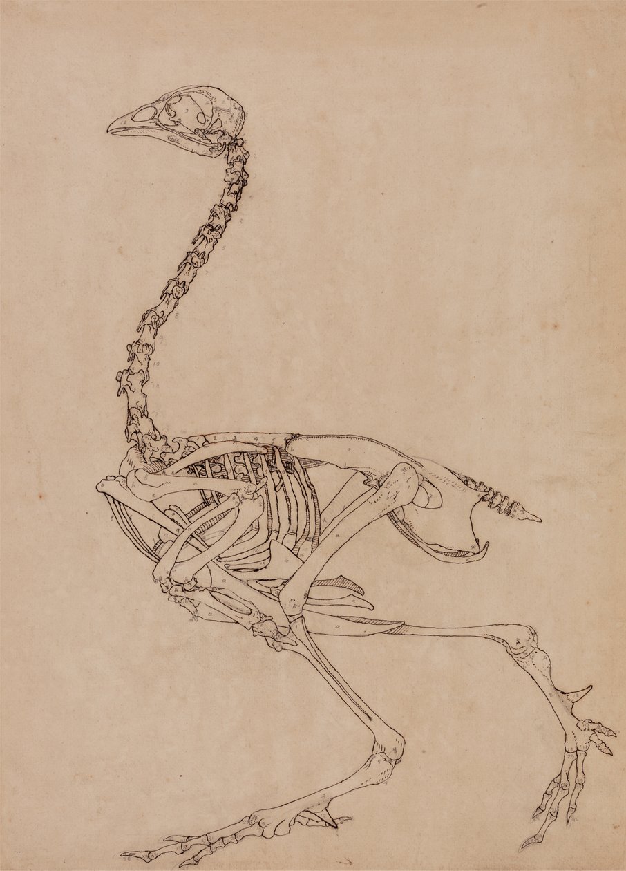 Tutkimus linnusta, sivuttaisnäkymä, vertailevasta anatomisesta esityksestä ihmiskehon rakenteesta tiikerin ja kanun rakenteen kanssa, 1795-1806 (kynä & muste ja grafiitti ohuella kudospaperilla) tekijältä George Stubbs