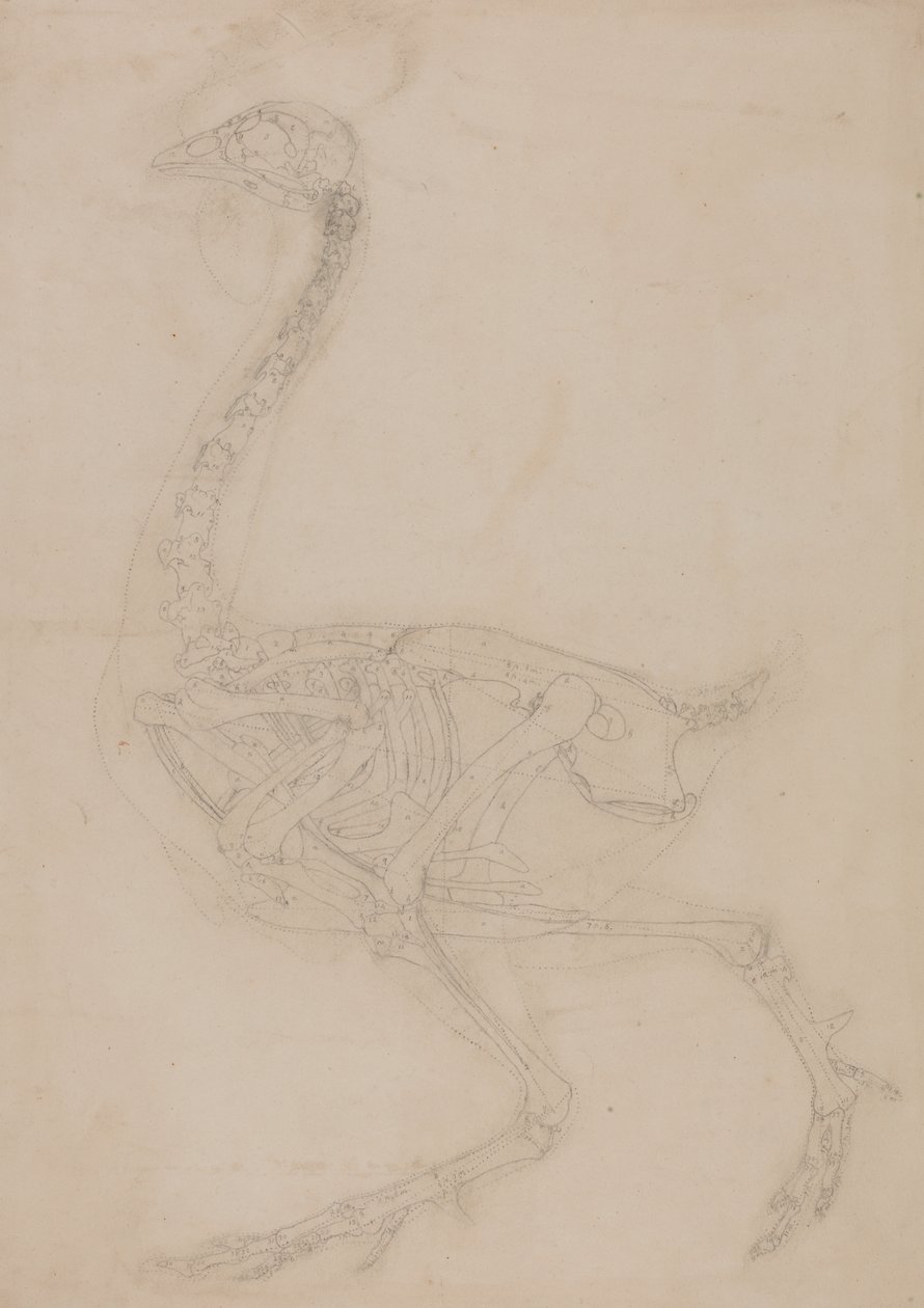 Tutkimus linnusta, sivuttaisnäkymä, vertailevasta anatomisesta esityksestä ihmiskehon rakenteesta tiikerin ja linnun rakenteeseen, 1795-1806 (grafiitti kudospaperille) tekijältä George Stubbs
