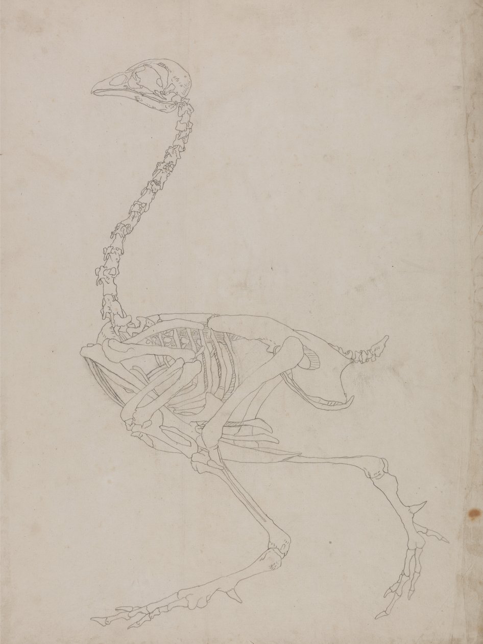 Tutkimus linnusta, sivuttaisnäkymä, vertailevasta anatomisesta esityksestä ihmiskehon rakenteesta tiikerin ja linnun rakenteen kanssa, 1795-1806 (grafiitti ohuella kudospaperilla) tekijältä George Stubbs