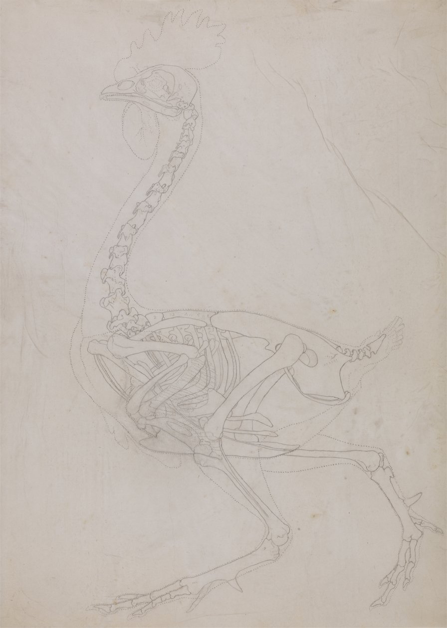 Tutkimus linnusta, sivuttaisnäkymä, vertailevasta anatomisesta esityksestä ihmiskehon rakenteesta tiikerin ja linnun rakenteen kanssa, 1795-1806 (grafiitti ohuella kudospaperilla) tekijältä George Stubbs
