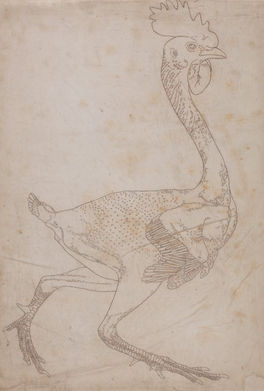Tutkimus linnusta, sivuttaisnäkymä, vertailevasta anatomisesta esityksestä ihmiskehon rakenteesta tiikerin ja linnun rakenteen kanssa, 1795-1806 (grafiitti ja punainen liitu paperille) tekijältä George Stubbs