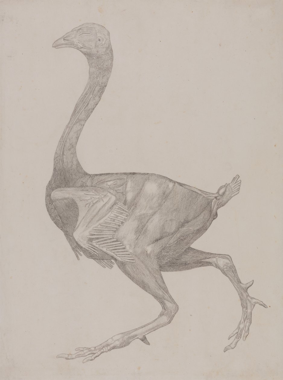 Tutkimus linnusta, sivuttaisnäkymä, vertailevasta anatomisesta esityksestä ihmiskehon rakenteesta tiikerin ja linnun rakenteen kanssa, 1795-1806 (grafiitti ohuella kudospaperilla) tekijältä George Stubbs