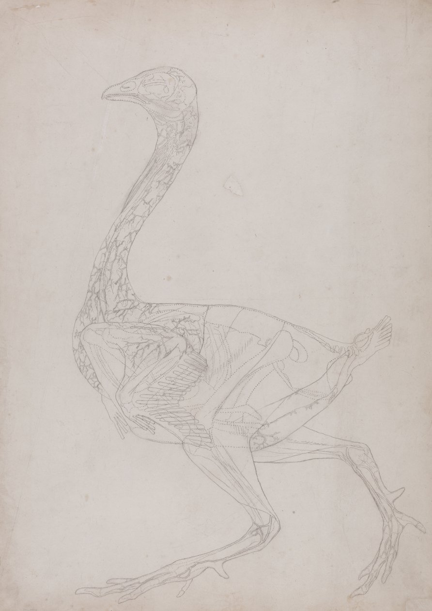 Tutkimus linnusta, sivuttaisnäkymä, vertailevasta anatomisesta esityksestä ihmiskehon rakenteesta tiikerin ja linnun rakenteen kanssa, 1795-1806 (grafiitti ohuella kudospaperilla) tekijältä George Stubbs