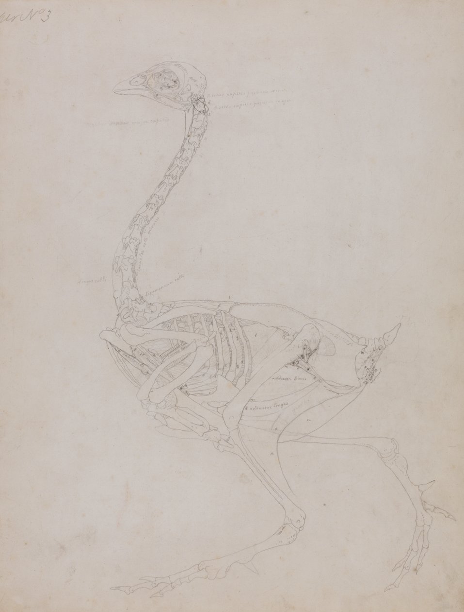 Tutkimus linnusta, sivuttaisnäkymä, vertailevasta anatomisesta esityksestä ihmiskehon rakenteesta tiikerin ja linnun rakenteen kanssa, 1795-1806 (grafiitti ohuella kudospaperilla) tekijältä George Stubbs