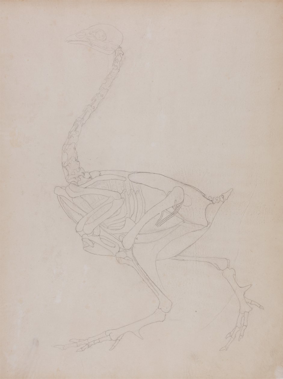 Tutkimus linnusta, sivuttaisnäkymä, vertailevasta anatomisesta esityksestä ihmiskehon rakenteesta tiikerin ja linnun rakenteen kanssa, 1795-1806 (grafiitti ohuella kudospaperilla) tekijältä George Stubbs