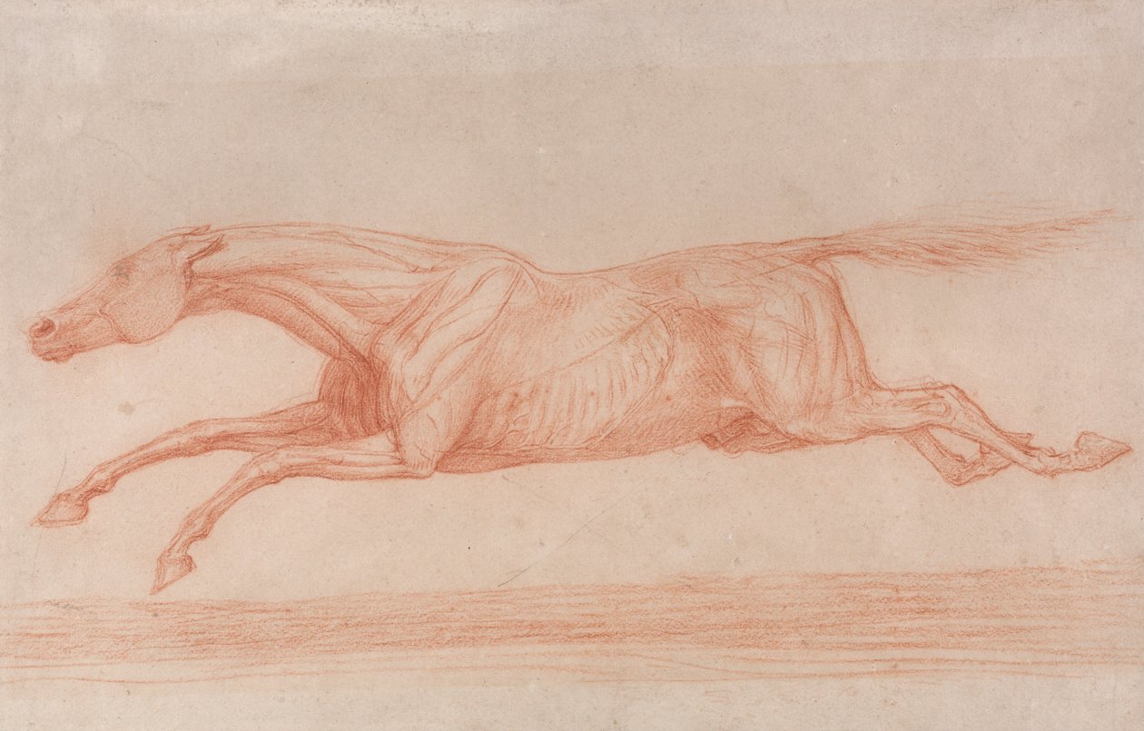 Tutkimus kilpahevosesta toiminnassa:  Puoli-anatomisessa tutkimuksessa, jossa iho on nyljetty lihasten toiminnan osoittamiseksi. tekijältä George Stubbs