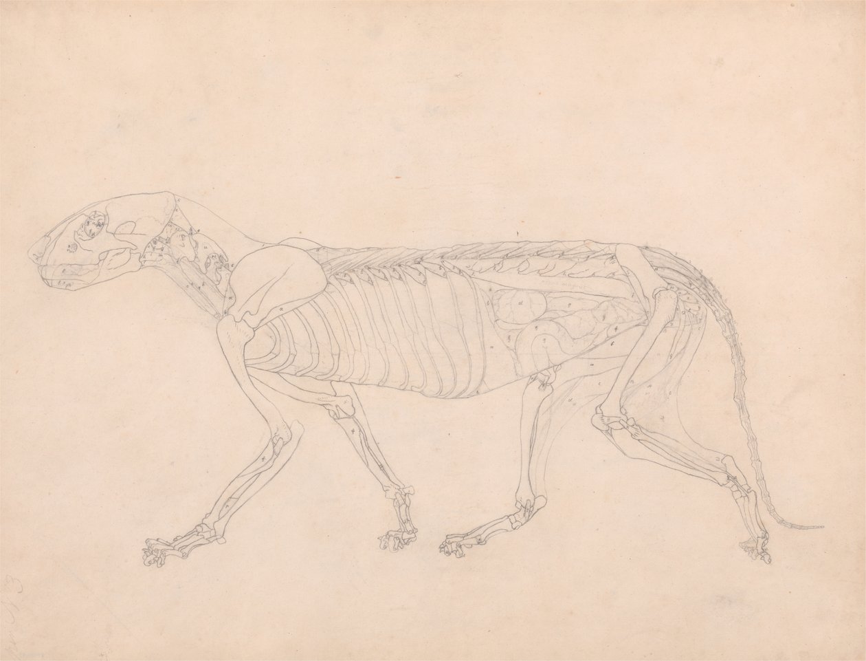 Tutkimus tiikeristä, sivuttaisnäkymä, vatsan sisäelimet paljaana, vertailevasta anatomisesta esityksestä ihmiskehon rakenteesta tiikerin ja kanan rakenteen kanssa, n. 1795-1806 (grafiitti päällä tekijältä George Stubbs