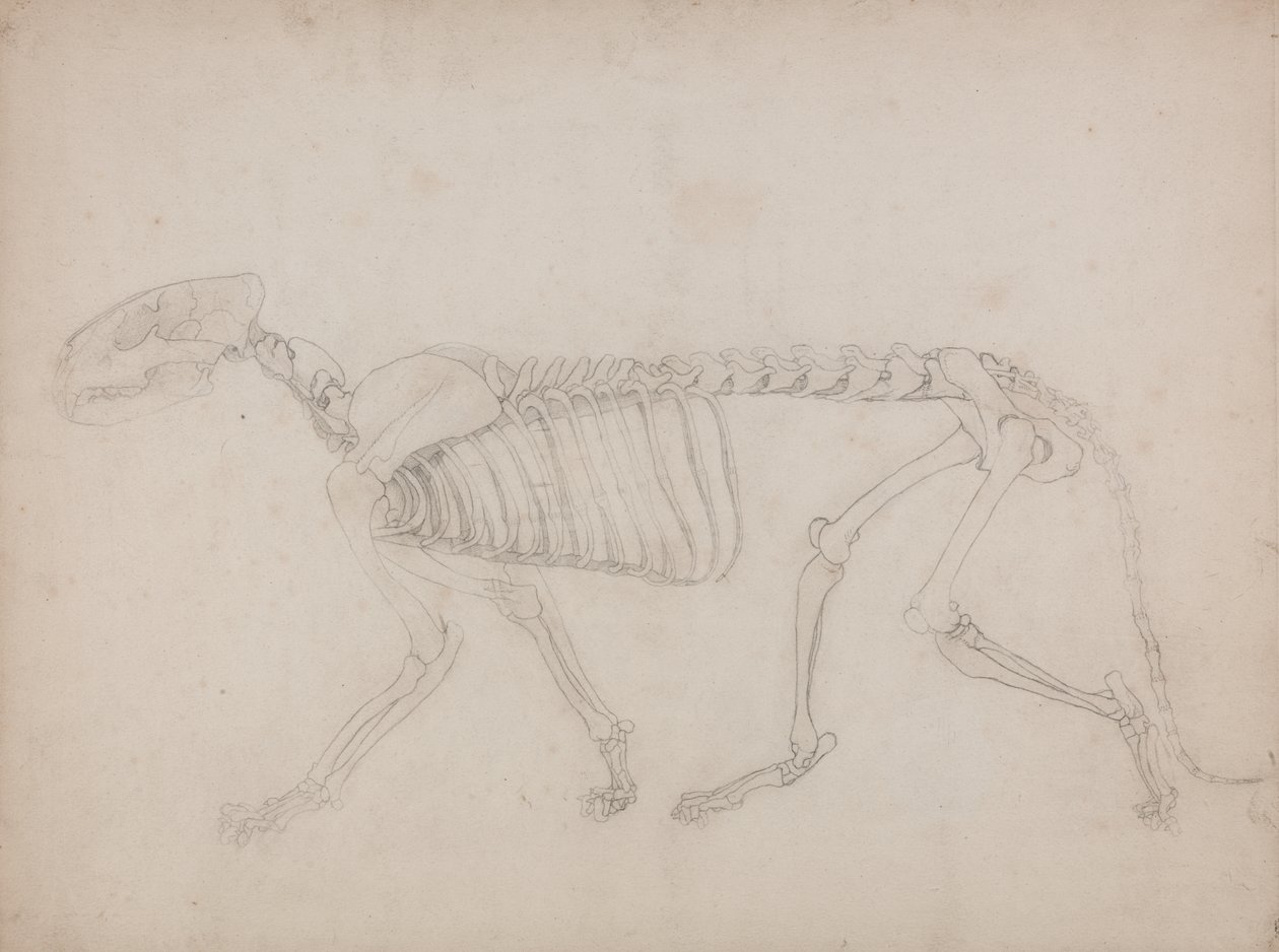 Tutkimus tiikeristä, sivuttaisnäkymä, vertailevasta anatomisesta esityksestä ihmiskehon rakenteesta tiikerin ja linnun rakenteen kanssa, 1795-1806 (grafiitti raskaalle kudospaperille) tekijältä George Stubbs