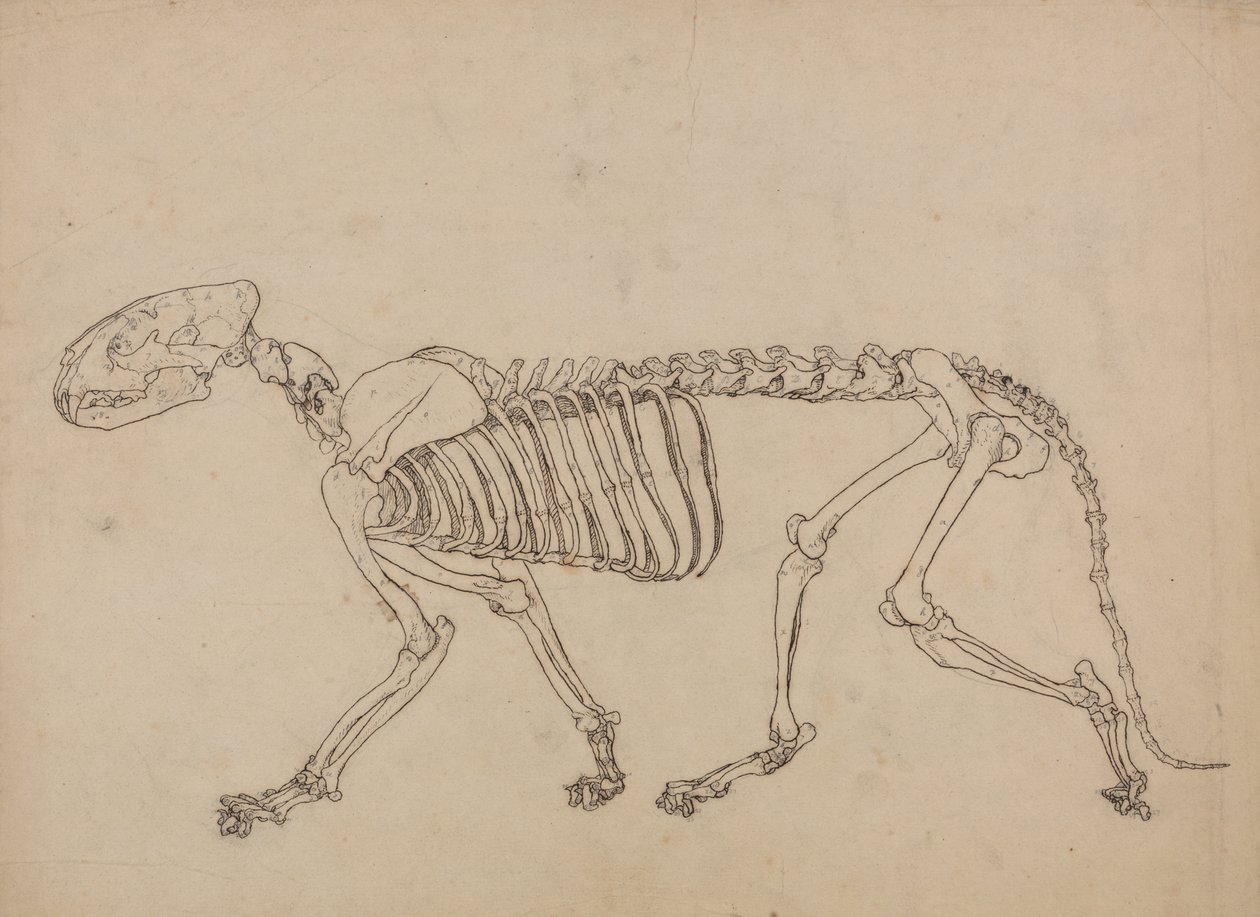 Tutkimus tiikeristä, sivuttaisnäkymä, vertailevasta anatomisesta esityksestä ihmiskehon rakenteesta tiikerin ja linnun rakenteeseen, 1795-1806 (kynä & muste ja grafiitti ohuella kudospaperilla tekijältä George Stubbs