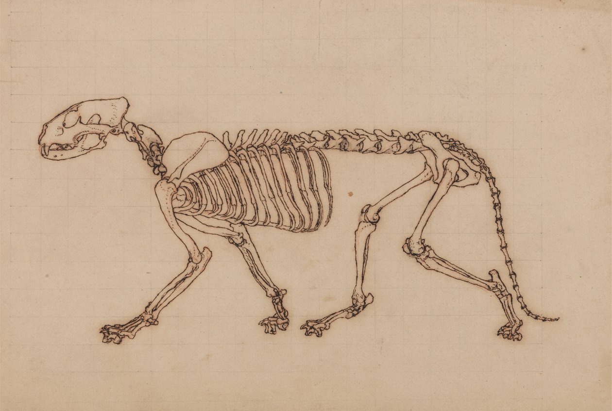 Tutkimus tiikeristä, sivuttaisnäkymä, vertailevasta anatomisesta näyttelystä ihmiskehon rakenteesta tiikerin ja linnun rakenteen kanssa, 1795-1806 (musta muste liitugrafiitin päällä raskaan pinnan päällä tekijältä George Stubbs
