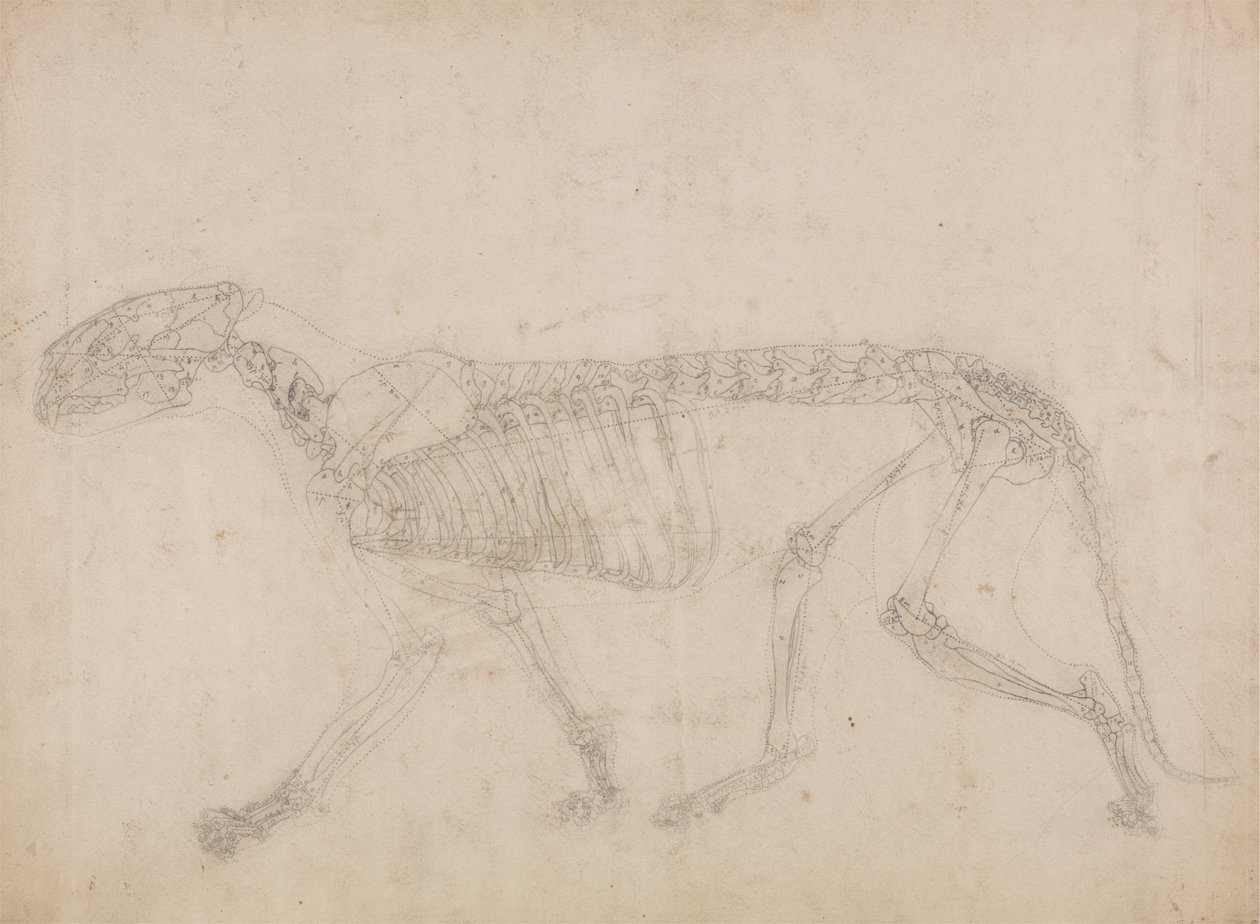 Tutkimus tiikeristä, sivuttaisnäkymä, vertailevasta anatomisesta esityksestä ihmiskehon rakenteesta tiikerin ja linnun rakenteen kanssa, 1795-1806 (grafiitti raskaalle kudospaperille) tekijältä George Stubbs