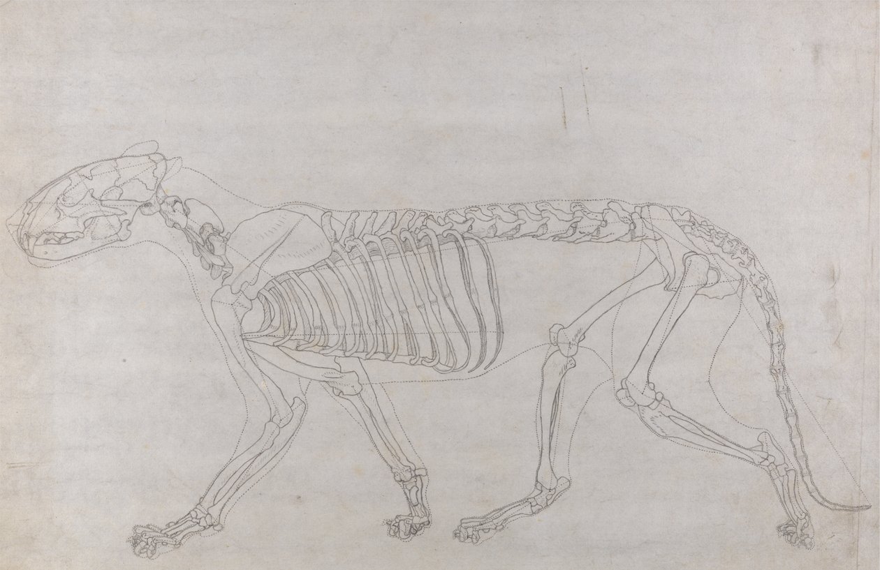 Tutkimus tiikeristä, sivuttaisnäkymä, vertailevasta anatomisesta näyttelystä ihmiskehon rakenteesta tiikerin ja linnun rakenteeseen, 1795-1806 (grafiitti ohuella kudospaperilla) tekijältä George Stubbs