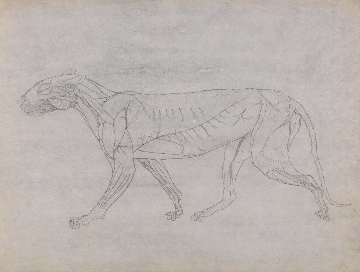 Tutkimus tiikeristä, sivuttaisnäkymä, vertailevasta anatomisesta näyttelystä ihmiskehon rakenteesta tiikerin ja linnun rakenteeseen, 1795-1806 (grafiitti ohuella kudospaperilla) tekijältä George Stubbs