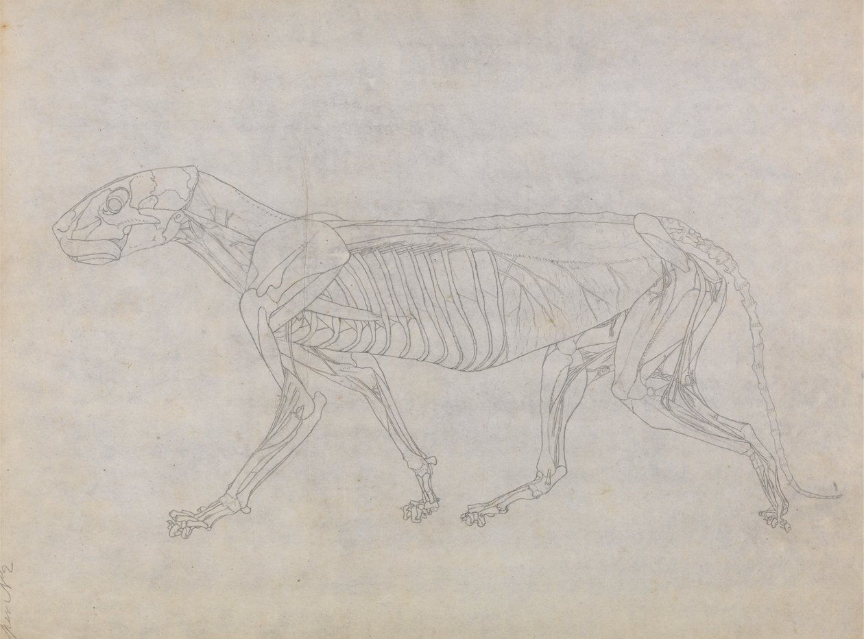 Tutkimus tiikeristä, sivuttaisnäkymä, vertailevasta anatomisesta näyttelystä ihmiskehon rakenteesta tiikerin ja linnun rakenteeseen, 1795-1806 (grafiitti ohuella kudospaperilla) tekijältä George Stubbs