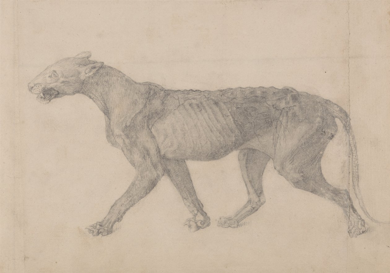 Tutkimus tiikeristä, sivuttaisnäkymä, vertailevasta anatomisesta näyttelystä ihmiskehon rakenteesta tiikerin ja linnun rakenteen kanssa, 1795-1806 (grafiitti paperille) tekijältä George Stubbs