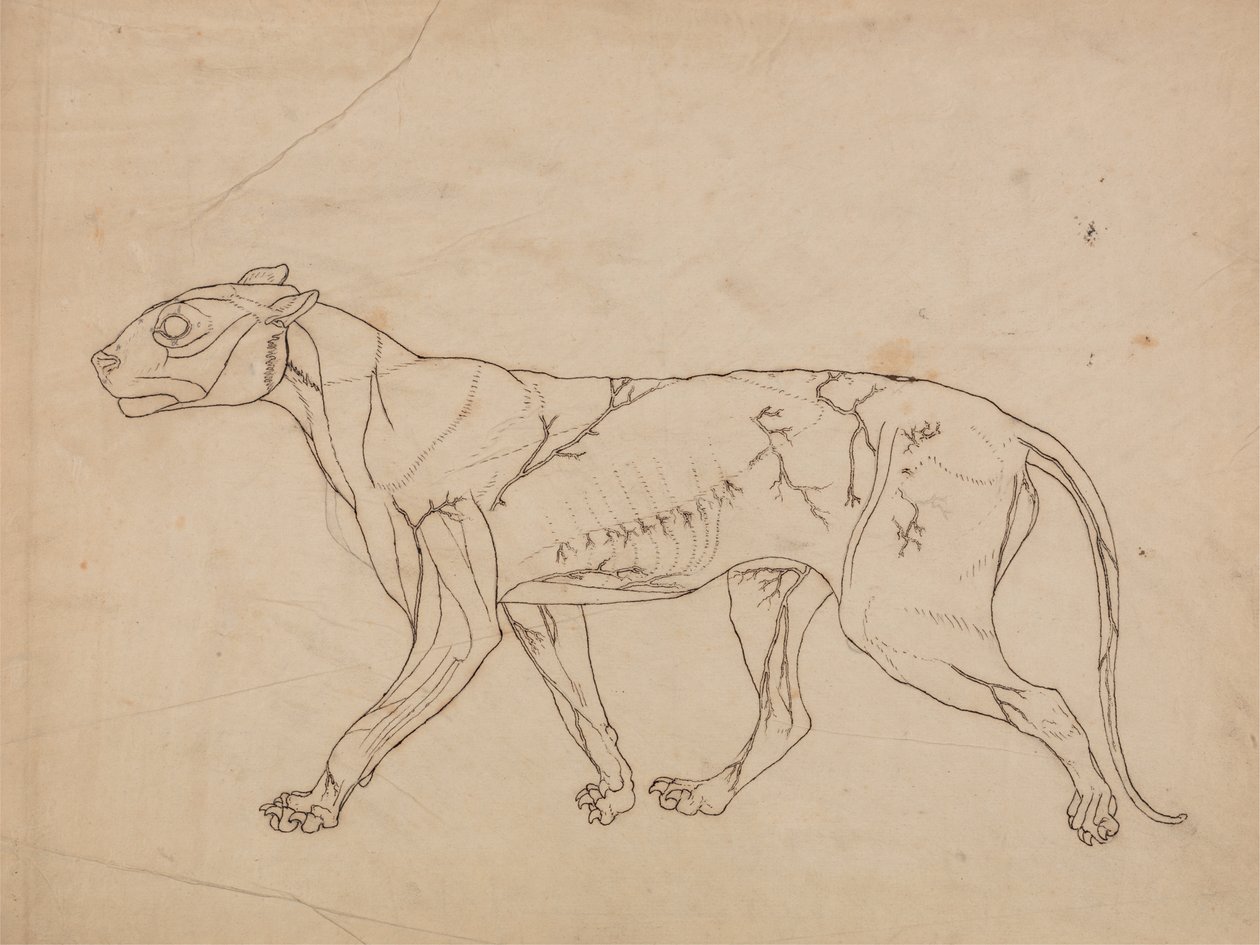 Tutkimus tiikeristä, sivuttaisnäkymä, vertailevasta anatomisesta esityksestä ihmiskehon rakenteesta tiikerin ja linnun rakenteen kanssa, 1795-1806 (grafiitti raskaalle kudospaperille) tekijältä George Stubbs