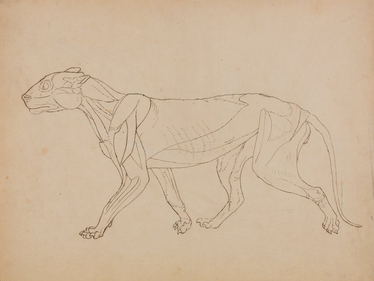 Tutkimus tiikeristä, sivukuva, teoksesta A Comparative Anatomical Exposition of the Structure of the Human Body with that of a Tiger and a Common Fowl, 1795-1806 (kynällä ja tussilla, grafiitilla ja liidulla, kankaalle). tekijältä George Stubbs