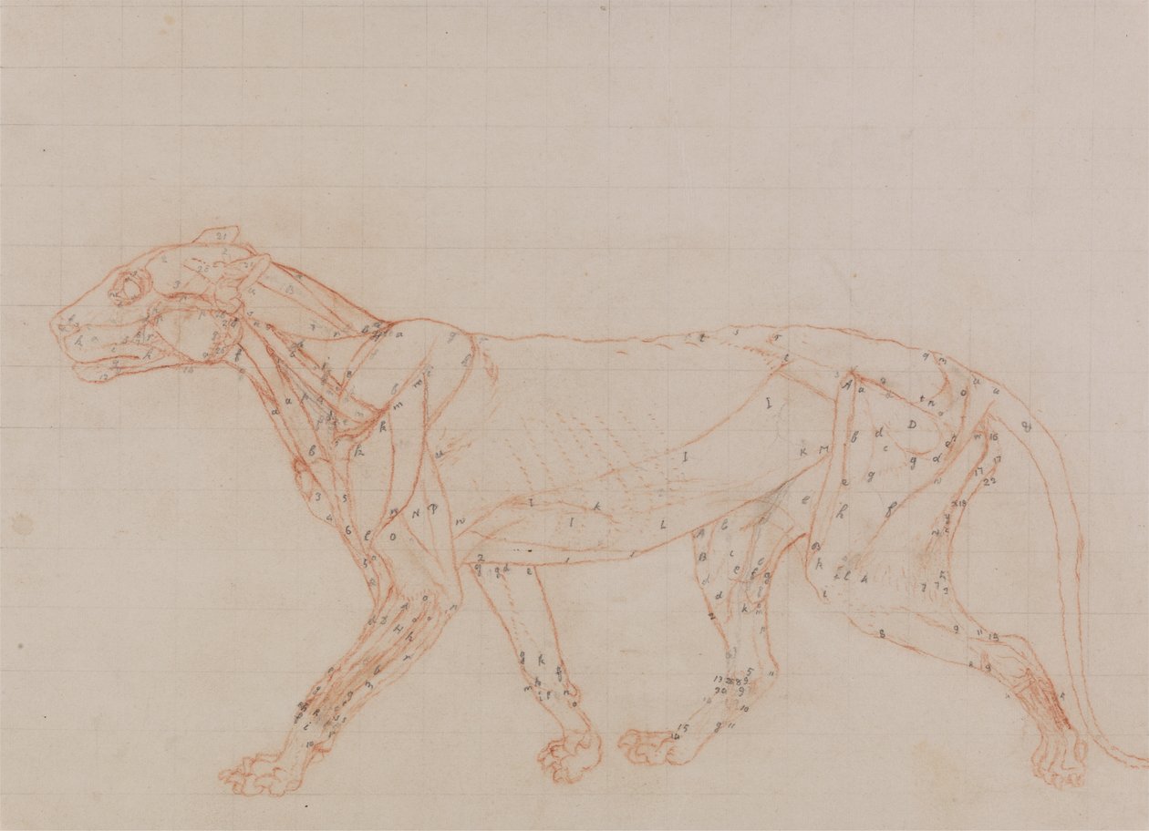 Tutkimus tiikeristä, sivukuva, teoksesta A Comparative Anatomical Exposition of the Structure of the Human Body with that of a Tiger and a Common Fowl, 1795-1806 (punaliitu ja grafiitti vohvelipaperille). tekijältä George Stubbs