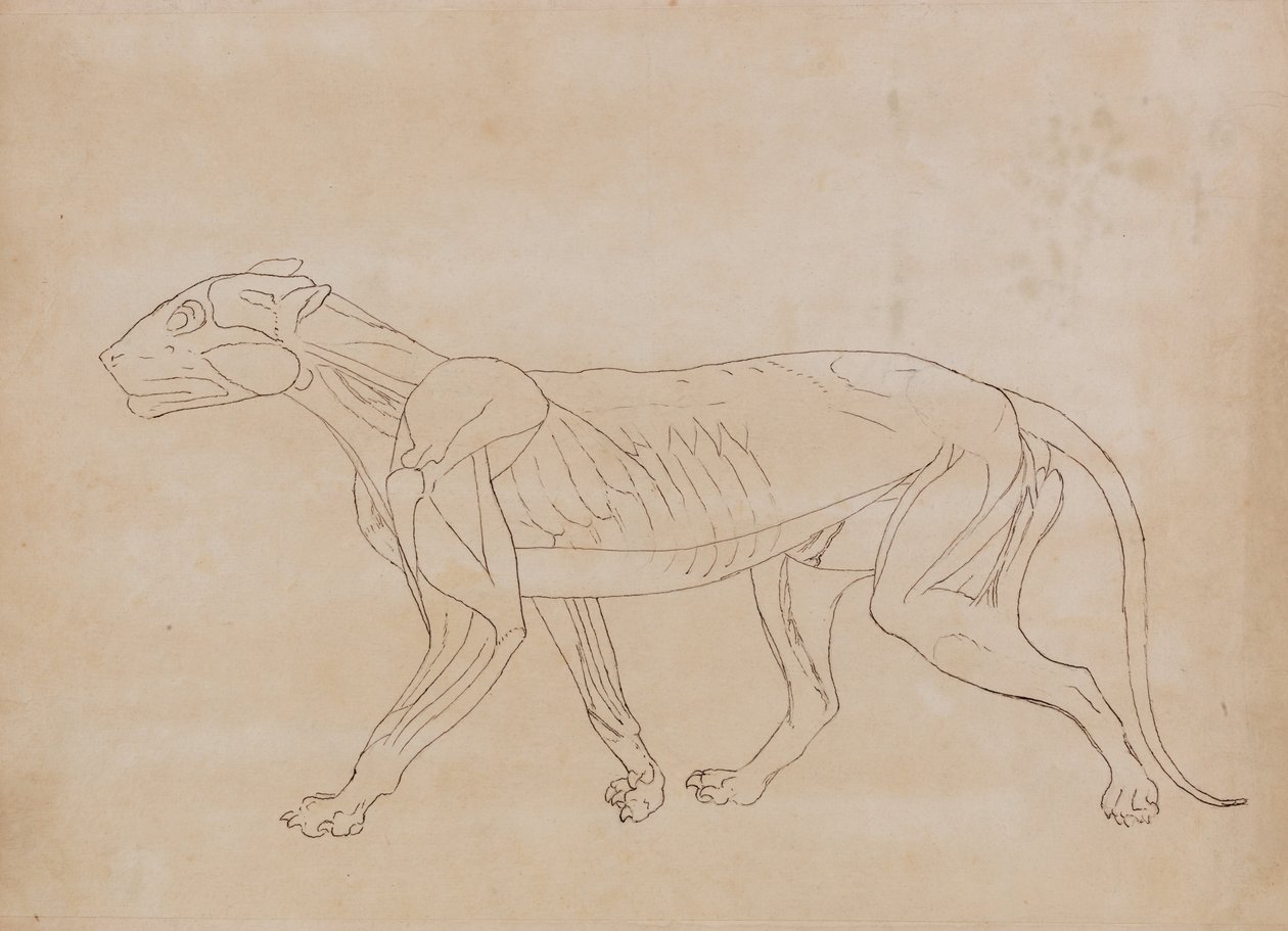 Tutkimus tiikeristä, sivuttaisnäkymä, vertailevasta anatomisesta näyttelystä ihmiskehon rakenteesta tiikerin ja linnun rakenteen kanssa, 1795-1806 (kynä ja musta muste grafiitin päällä kudottupaperilla tekijältä George Stubbs