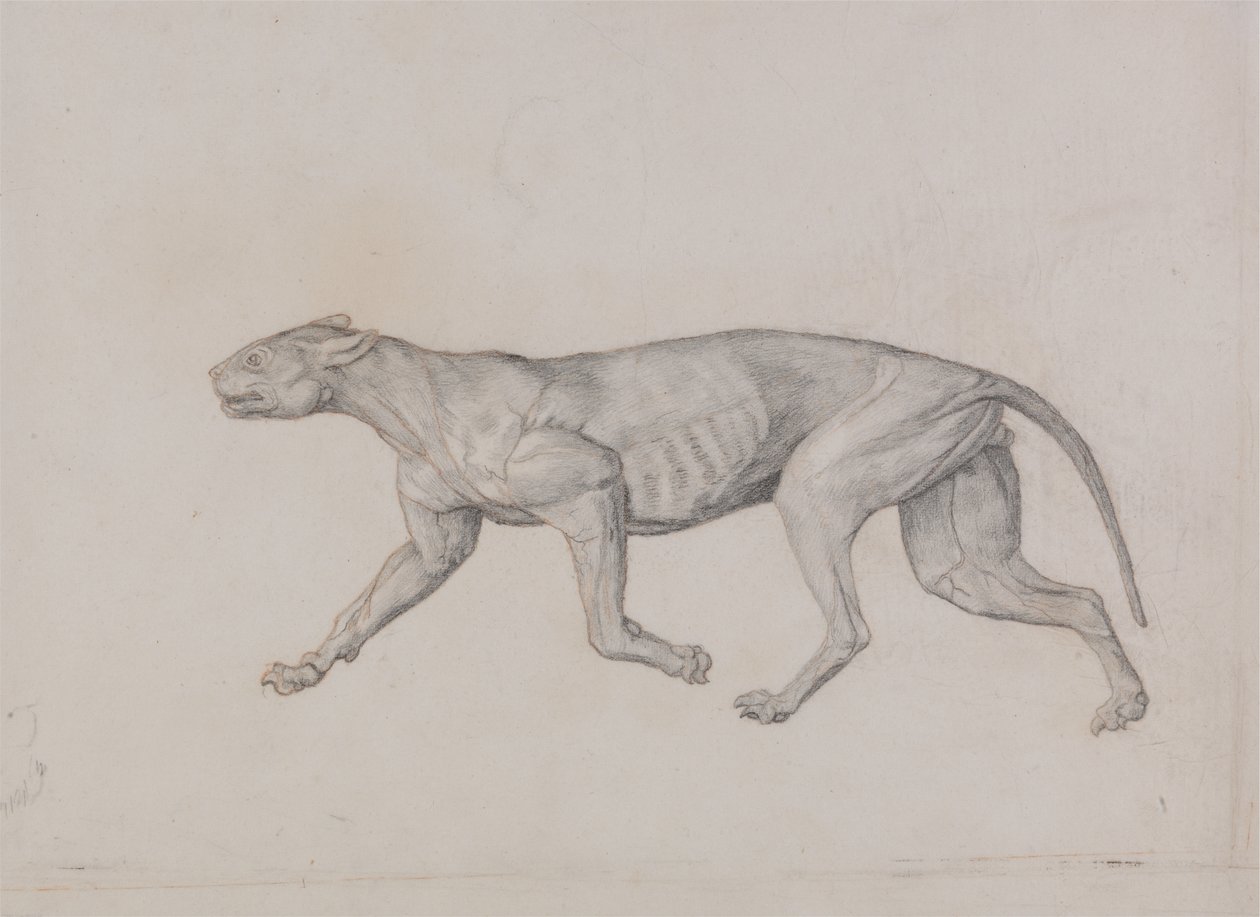 Tutkimus tiikeristä, sivuttaisnäkymä, vertailevasta anatomisesta esityksestä ihmiskehon rakenteesta tiikerin ja linnun rakenteen kanssa, 1795-1806 (grafiitti punaisella liidulla ohuella kudospaperilla tekijältä George Stubbs