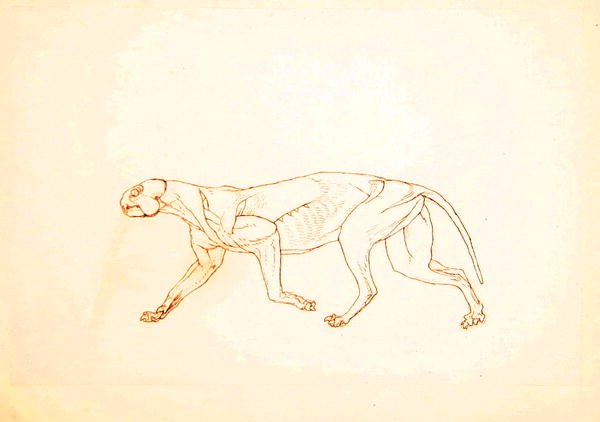 Tutkimus tiikeristä, sivuttaisnäkymä, vertailevasta anatomisesta esityksestä ihmiskehon rakenteesta tiikerin ja linnun rakenteen kanssa, 1795-1806 (kynä ja muste punaisella liidulla ohuella kudospaperilla tekijältä George Stubbs