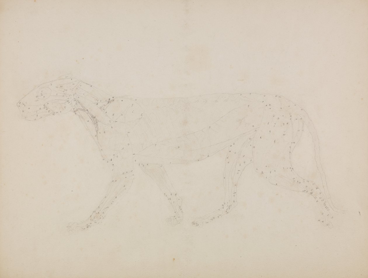 Tutkimus tiikeristä, sivuttainen näkymä ihmiskehon rakenteen vertailevasta anatomisesta näyttelystä tiikerin ja tavallisen linnun rakenteeseen tekijältä George Stubbs