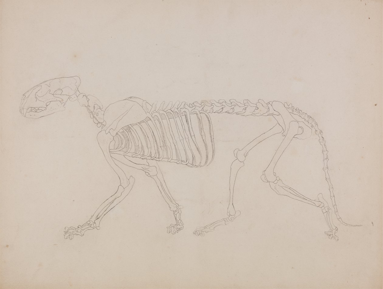 Tutkimus tiikeristä, sivuttainen näkymä ihmiskehon rakenteen vertailevasta anatomisesta näyttelystä tiikerin ja tavallisen linnun rakenteeseen tekijältä George Stubbs
