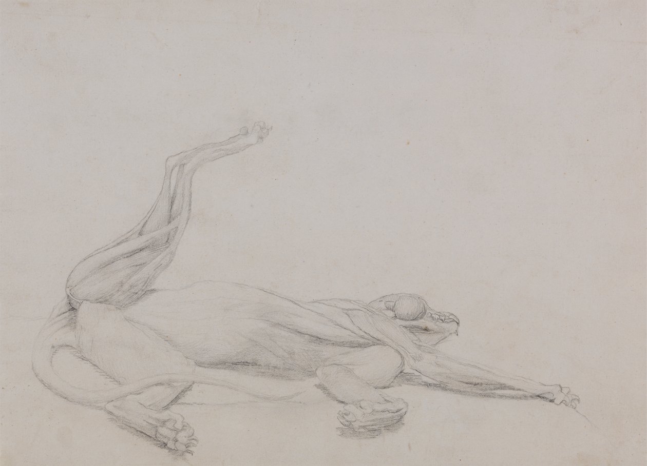 Tutkimus tiikeristä, makaava, katsottuna vatsaan, vertailevasta anatomisesta esityksestä ihmiskehon rakenteesta tiikerin ja linnun rakenteen kanssa, 1795-1806 (grafiittia ohuella kudospaperilla tekijältä George Stubbs
