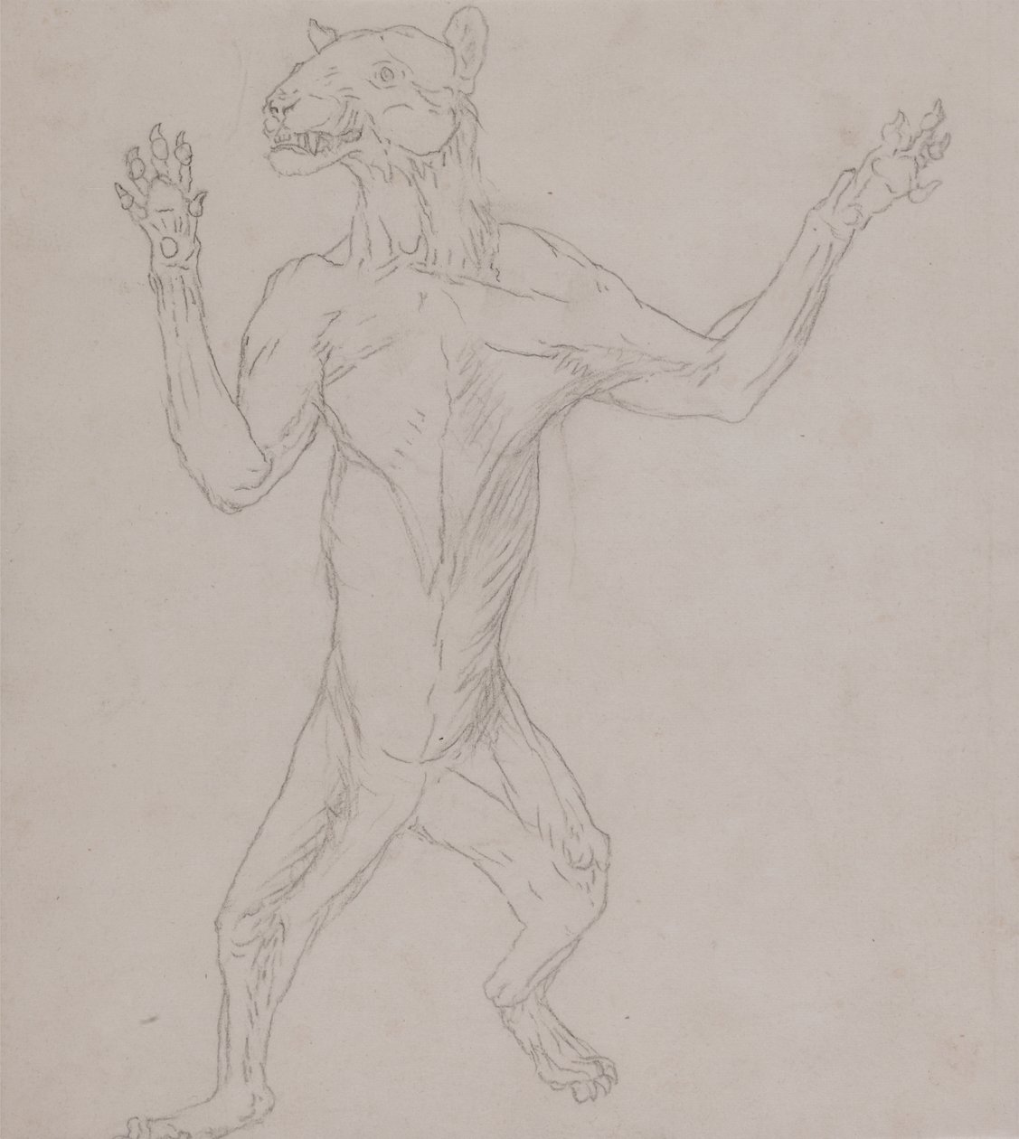 Tutkimus ihmisasennossa seisovasta tiikeristä, vertailevasta anatomisesta näyttelystä ihmiskehon rakenteesta tiikerin ja linnun rakenteen kanssa, 1795-1806 (grafiitti ohuella kudospaperilla) tekijältä George Stubbs