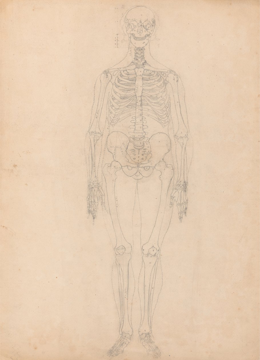 Tutkimus ihmishahmosta, Etunäkymä, Taulukon I avaimen kaavio, vertailevasta anatomisesta esityksestä ihmiskehon rakenteesta tiikerin ja linnun rakenteen kanssa, n. 1795-1806 (g tekijältä George Stubbs