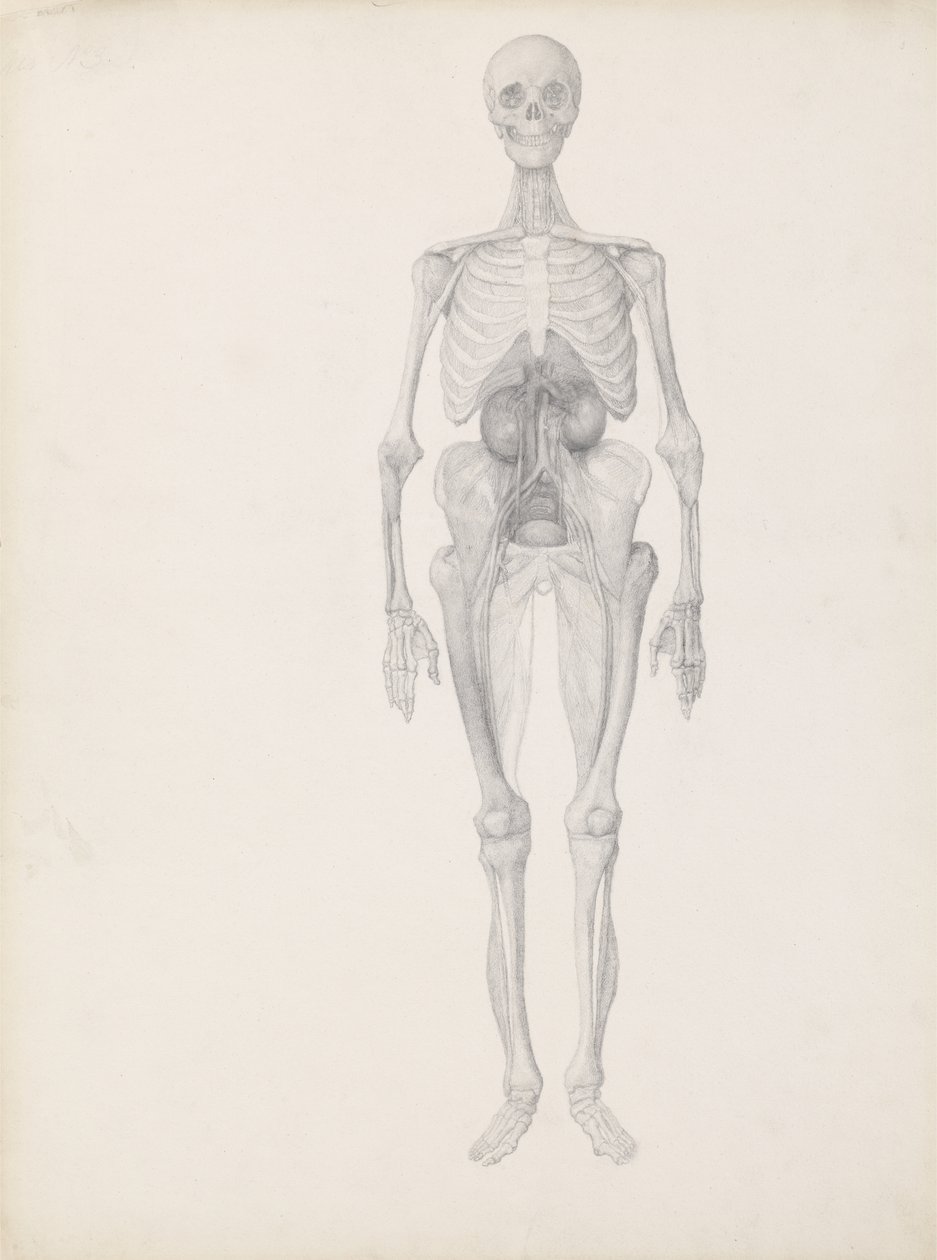 Tutkimus ihmishahmosta, Etunäkymä, Leikkauksen viimeinen vaihe, julkaisusta "Ihmiskehon rakenteen vertaileva anatominen esitys tiikerin ja linnun rakenteeseen", n. 1795-1806 ( tekijältä George Stubbs