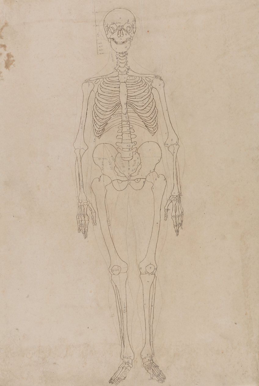 Tutkimus ihmishahmosta, etunäkymä, vertailevasta anatomisesta esityksestä ihmiskehon rakenteesta tiikerin ja linnun rakenteeseen, n. 1795-1806 (grafiitti ja muste paperille) tekijältä George Stubbs