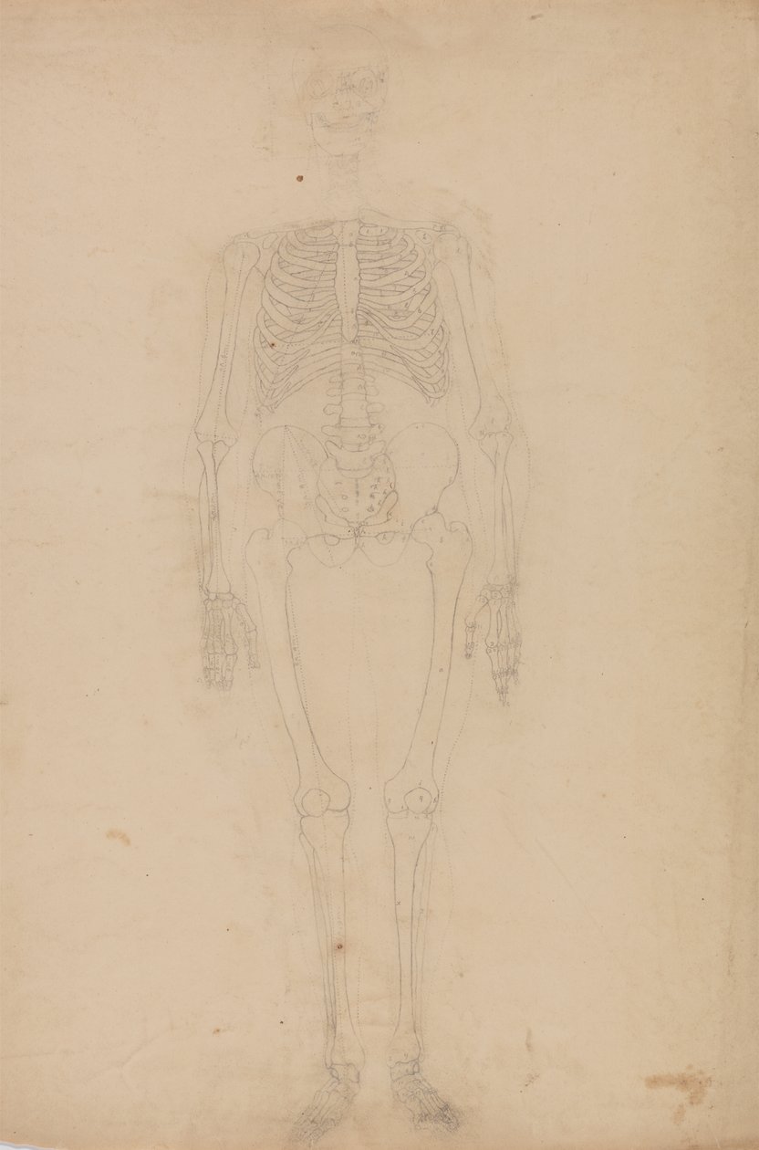 Tutkimus ihmishahmosta, etunäkymä, vertailevasta anatomisesta esityksestä ihmiskehon rakenteesta tiikerin ja linnun rakenteeseen, n. 1795-1806 (grafiitti paperille) tekijältä George Stubbs