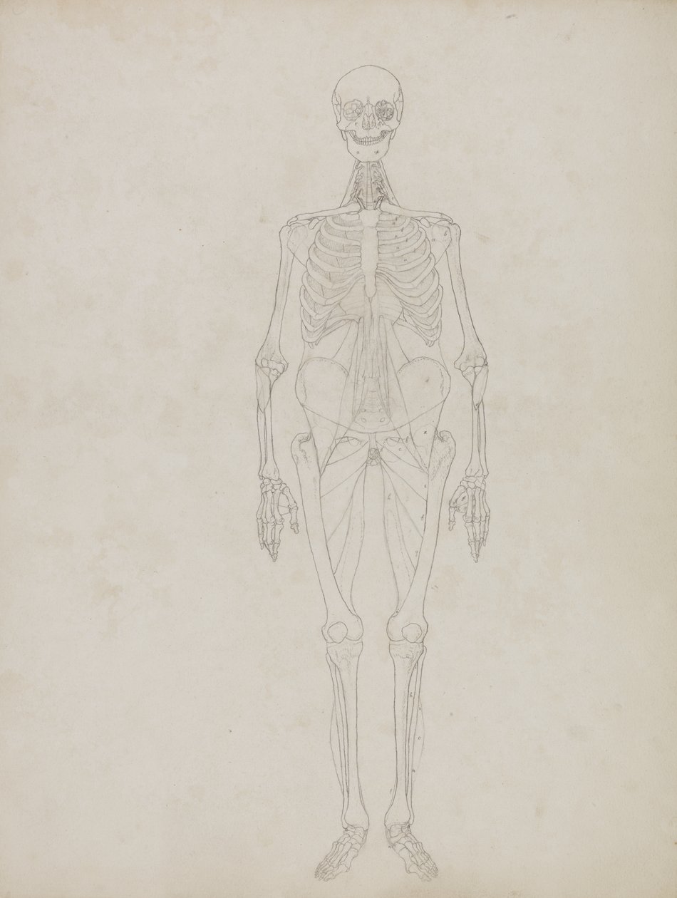 Tutkimus ihmishahmosta, etukuva, teoksesta "A Comparative Anatomical Exposition of the Structure of the Human Body with that of a Tiger and a Common Fowl", n. 1795-1806 (grafiitti ja muste paperille). tekijältä George Stubbs
