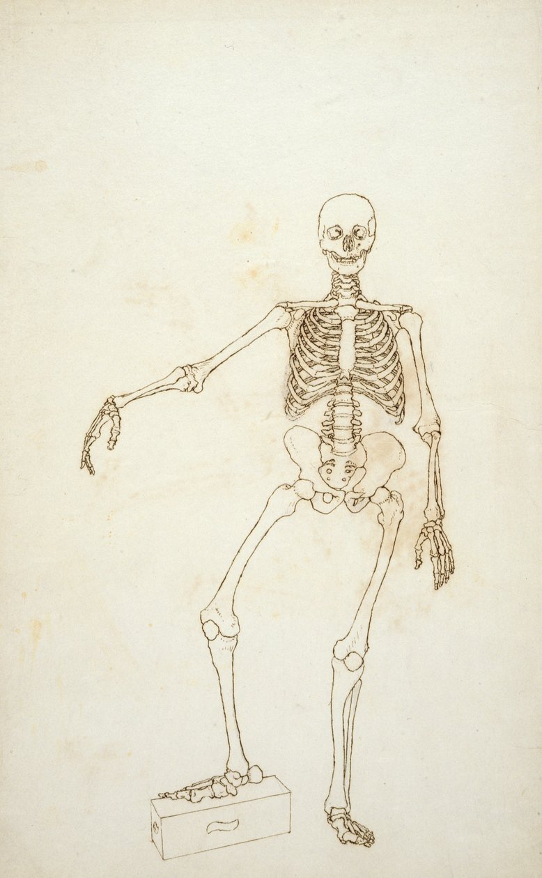 Tutkimus ihmisen hahmosta, etukuva, teoksesta "Vertaileva anatominen selvitys ihmisen ruumiin rakenteesta tiikerin ja kanan ruumiinrakenteeseen tekijältä George Stubbs