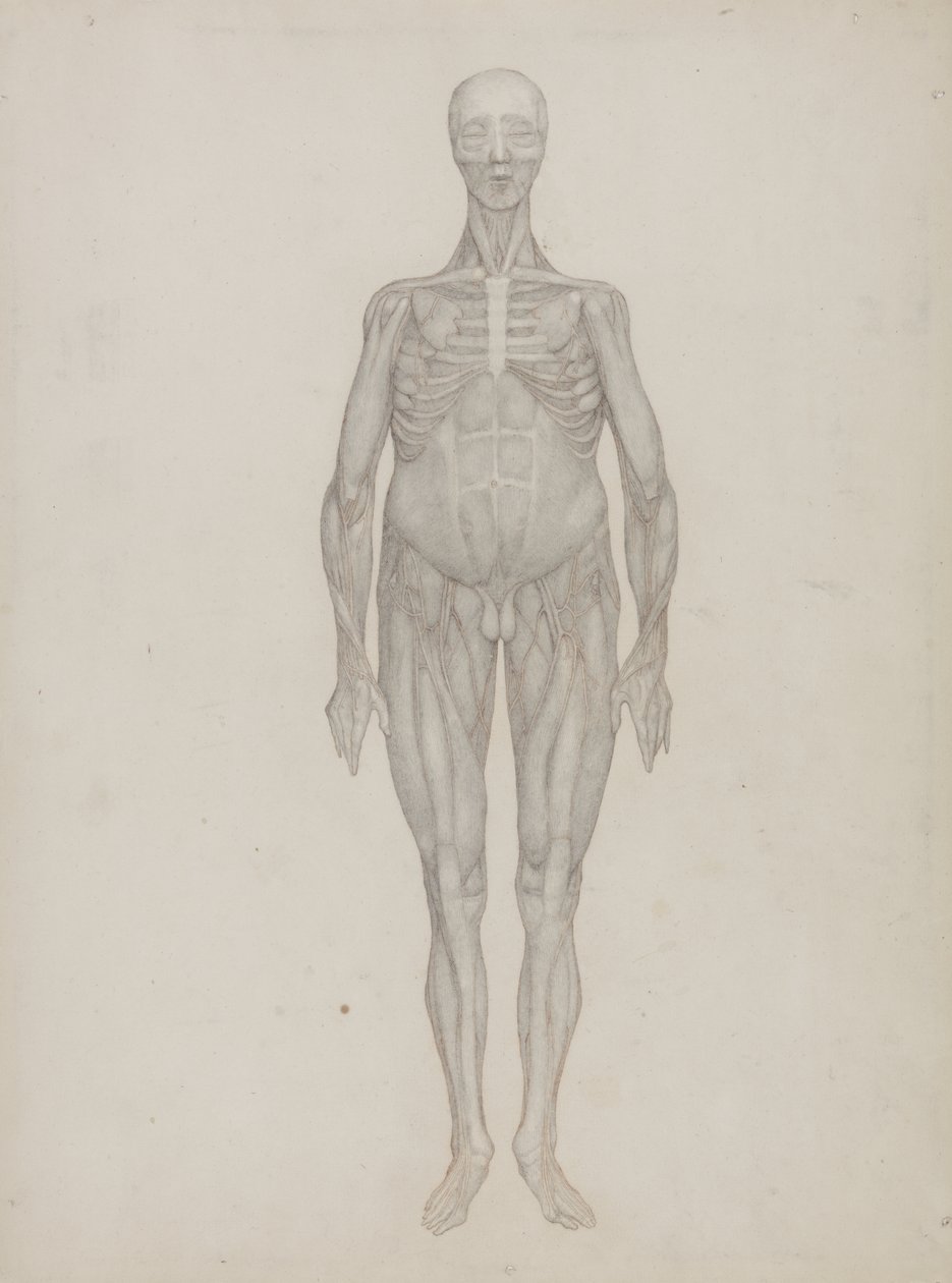 Tutkimus ihmishahmosta, etunäkymä, julkaisusta "Vertaileva anatominen esitys ihmiskehon rakenteesta tiikerin ja linnun rakenteeseen", n. 1795-1806 (grafiitti patruunapaperilla) tekijältä George Stubbs