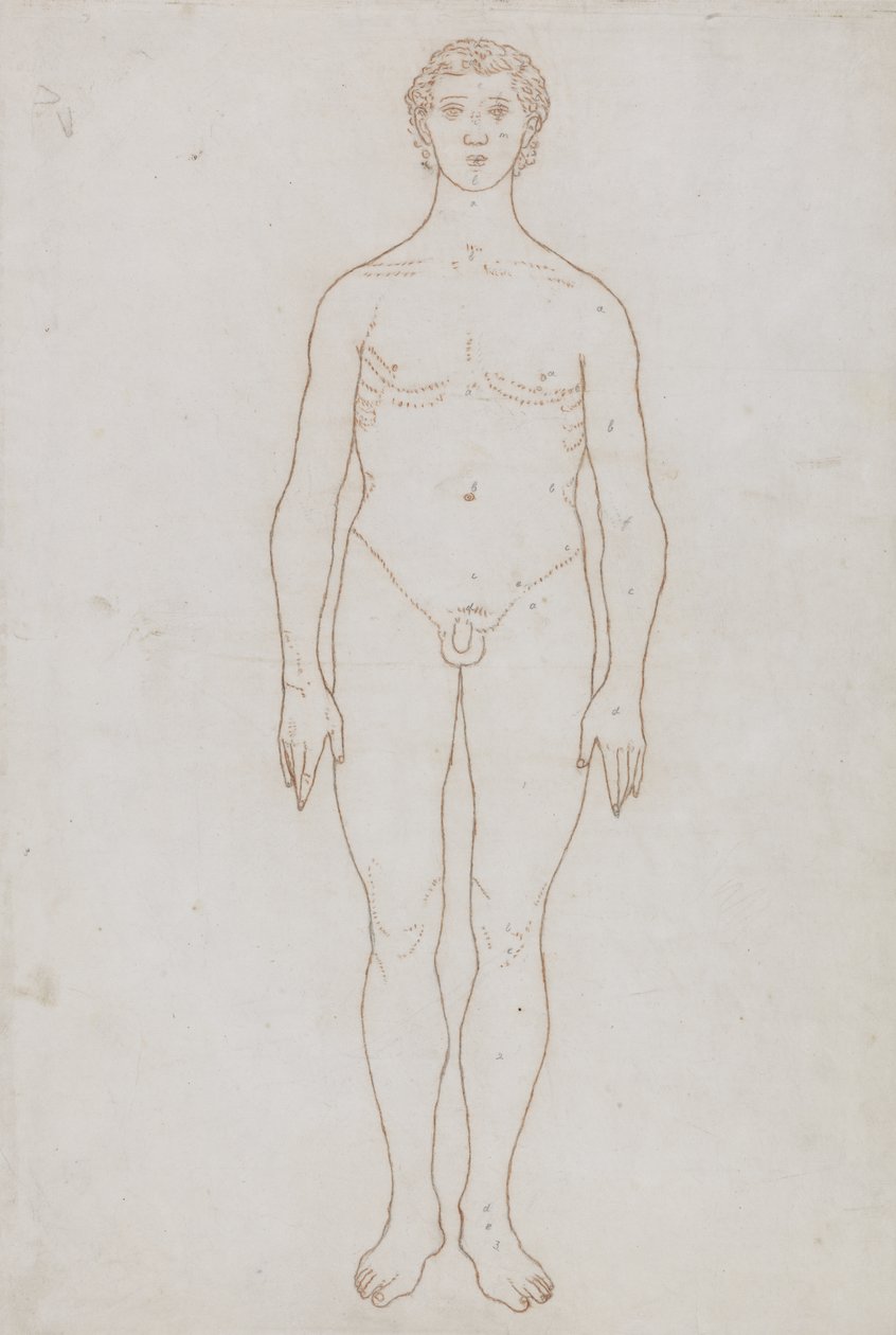 Tutkimus ihmishahmosta, etunäkymä, julkaisusta "Vertaileva anatominen esitys ihmiskehon rakenteesta tiikerin ja linnun rakenteen kanssa", n. 1795-1806 (punainen liitu paperille) tekijältä George Stubbs