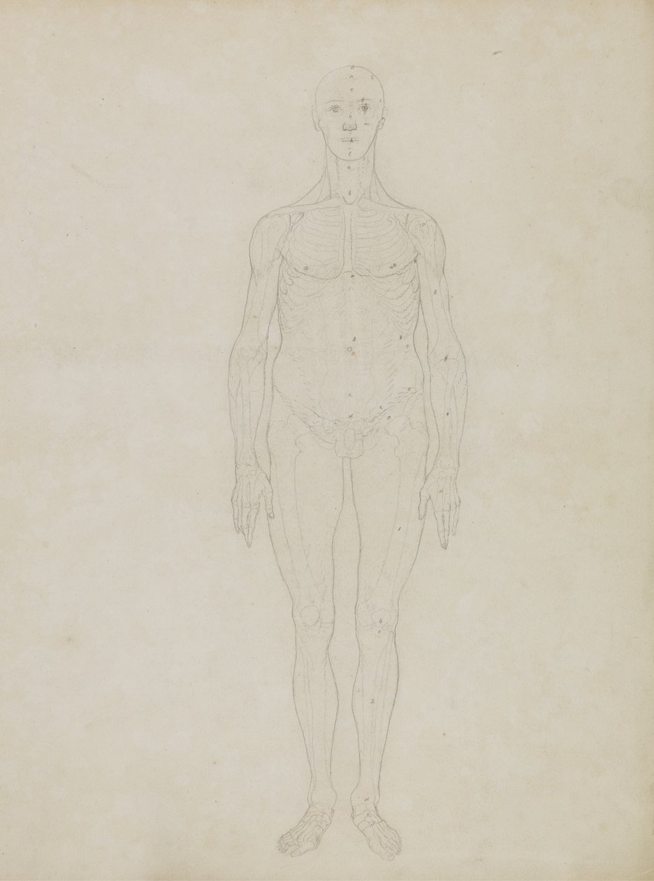 Study of the Human Figure, Anterior View, lähteestä "A comparative anatomical exposition of the structure of the human body with that of a tiger and a common fowl" (Ihmisen ruumiinrakenteen vertaileva anatominen selvitys tiikerin ja kanan ruumiinrakenteese tekijältä George Stubbs