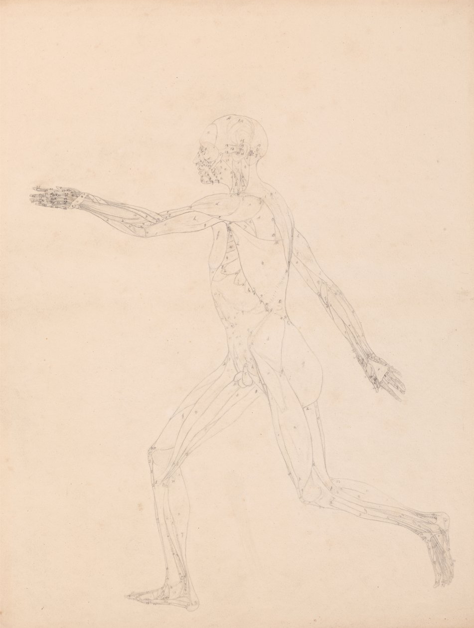 Tutkimus ihmishahmosta, sivuttaisnäkymä, kaavio taulukon XIII avaimesta, vertailevasta anatomisesta esityksestä ihmiskehon rakenteesta tiikerin ja linnun rakenteen kanssa, 1795-1806 (g tekijältä George Stubbs