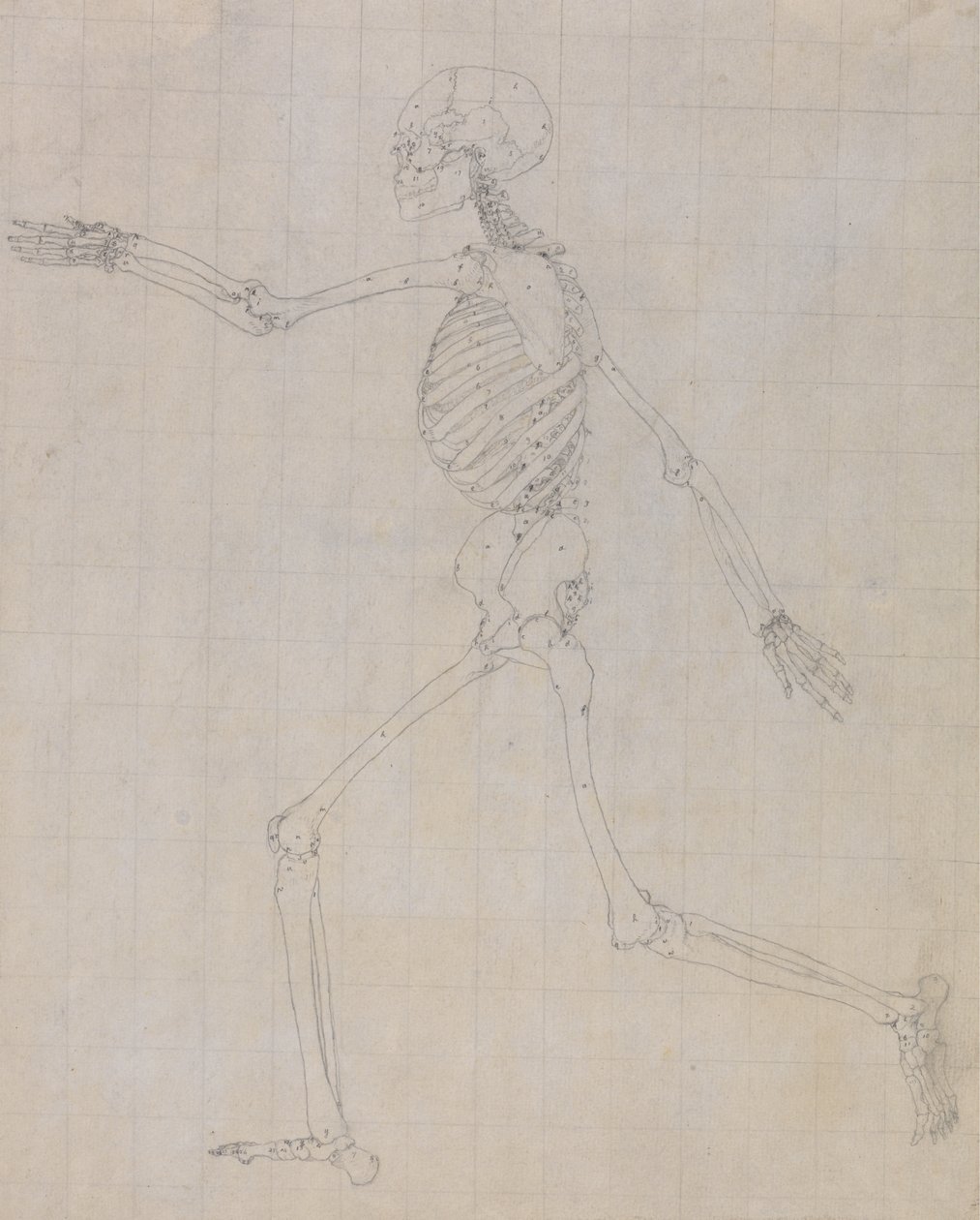 Tutkimus ihmishahmosta, sivuttaisnäkymä, päättynyt tutkimus taulukolle III, vertailevasta anatomisesta esityksestä ihmiskehon rakenteesta tiikerin ja linnun rakenteen kanssa, 1795-1806 (gr) tekijältä George Stubbs