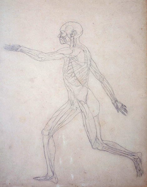 Tutkimus ihmishahmosta, sivuttaisnäkymä, vertailevasta anatomisesta esityksestä ihmiskehon rakenteesta tiikerin ja linnun rakenteen kanssa, n. 1795-1806 (grafiitti patruunapaperilla) tekijältä George Stubbs