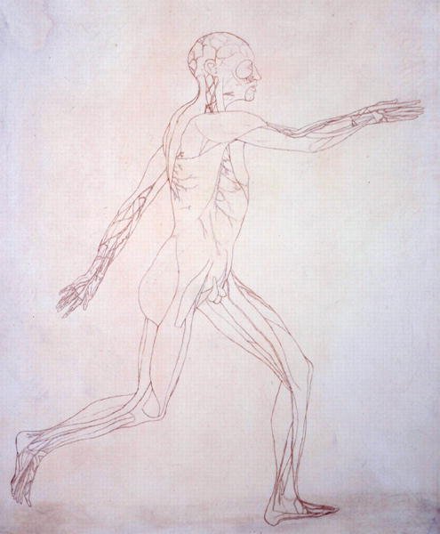 Tutkimus ihmishahmosta, sivuttaisnäkymä, vertailevasta anatomisesta esityksestä ihmiskehon rakenteesta tiikerin ja linnun rakenteen kanssa, n. 1795-1806 (muste paperille) tekijältä George Stubbs