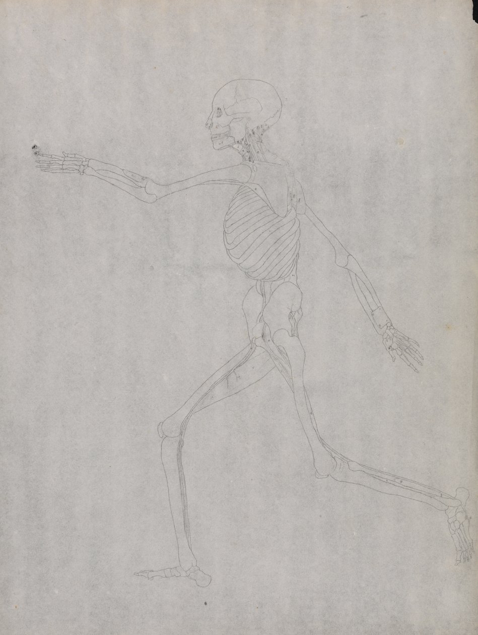 Tutkimus ihmishahmosta, sivuttaisnäkymä, vertailevasta anatomisesta esityksestä ihmiskehon rakenteesta tiikerin ja linnun rakenteeseen, 1795-1806 (grafiittia raskaalle kudospaperille) tekijältä George Stubbs