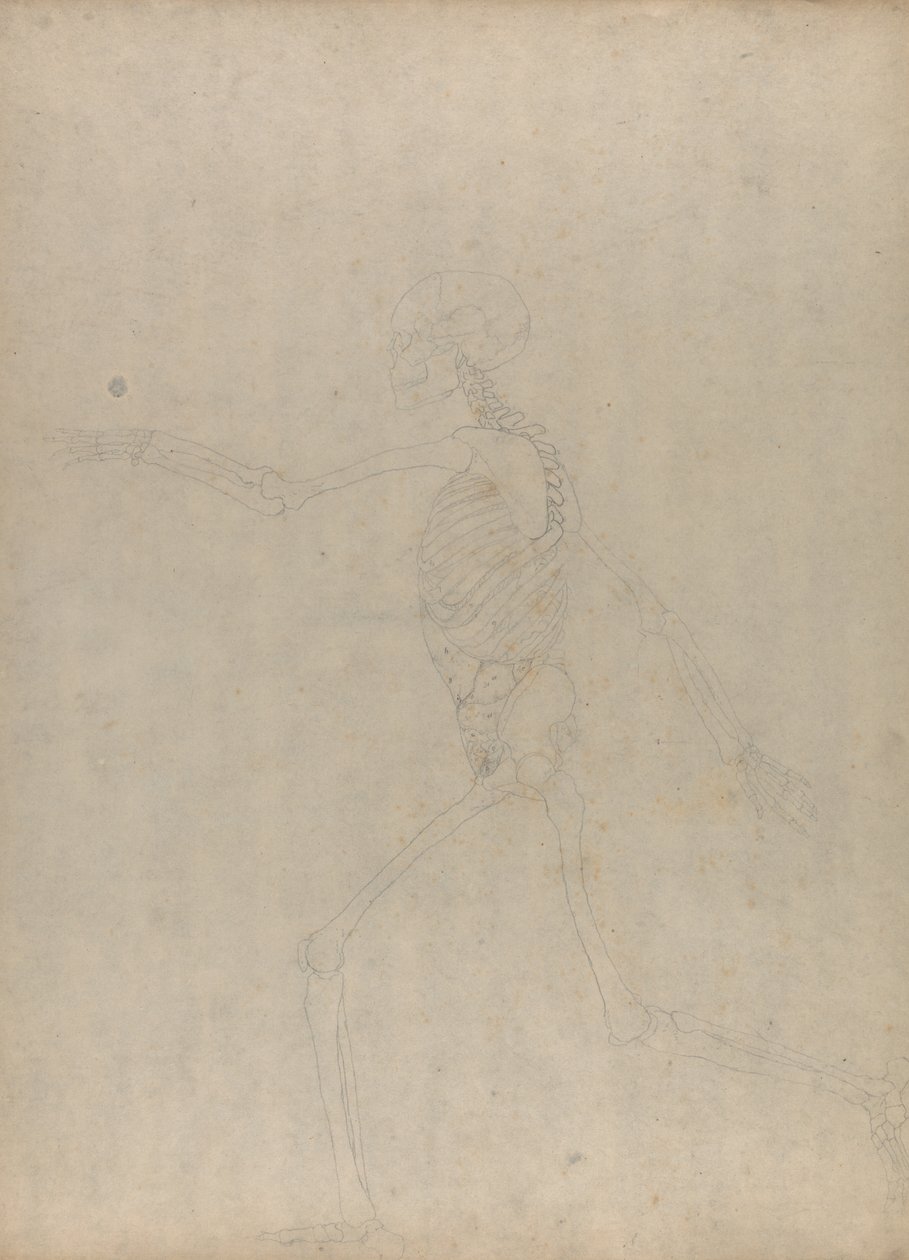 Tutkimus ihmishahmosta, sivuttaisnäkymä, vertailevasta anatomisesta esityksestä ihmiskehon rakenteesta tiikerin ja linnun rakenteeseen, 1795-1806 (grafiittia raskaalle kudospaperille) tekijältä George Stubbs