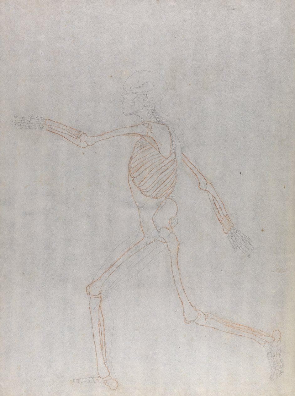 Tutkimus ihmishahmosta, sivuttaisnäkymä, vertailevasta anatomisesta esityksestä ihmiskehon rakenteesta tiikerin ja linnun rakenteen kanssa, 1795-1806 (grafiitti ja punainen liitu ohuella w tekijältä George Stubbs